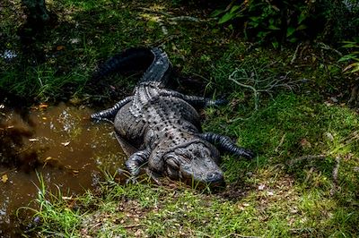Michael Thomas Photography