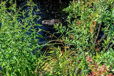 Michael Thomas Photography