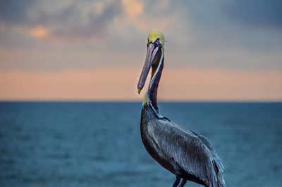 Michael Thomas Photography