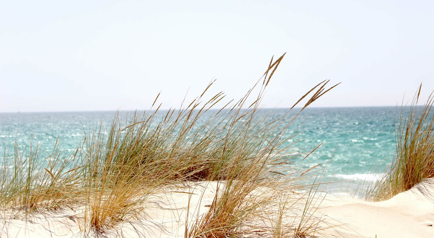 dunes on the beach at Gulf State Park