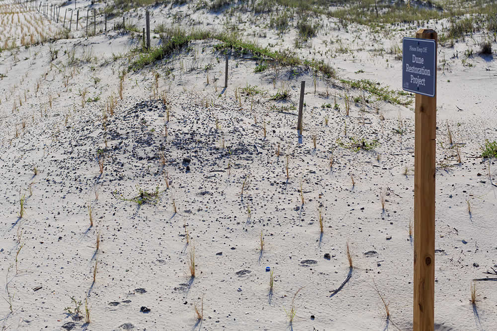 Gulf Stare Park beach with dune restoration sign.