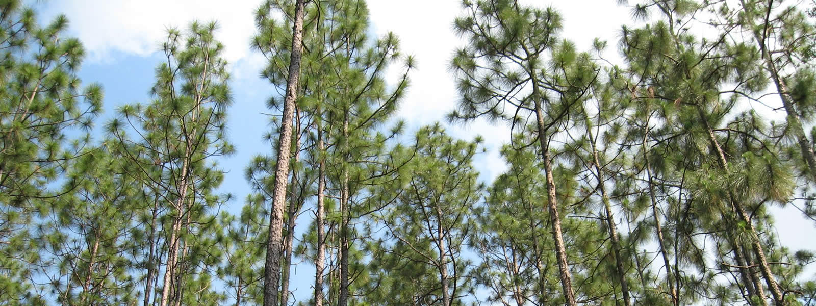 group of longleaf pines